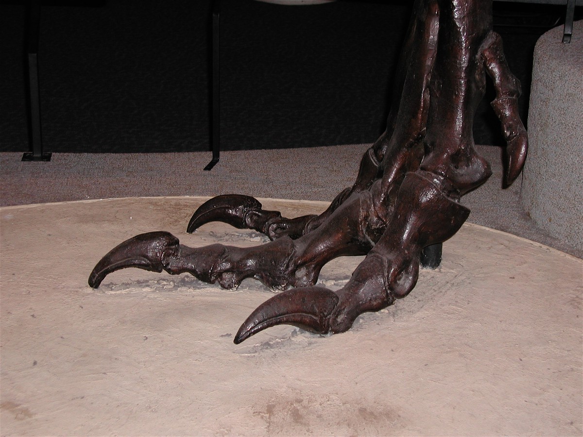 http://digsfossils.com/fossils/pics/T-Rex_foot001.jpg
