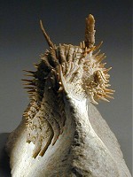 fossilmall.com/Fossil_Archive/trilobite_fossils/Russian_Trilobites/hoplolichas_plautini/hoplolichas_plautini.htm