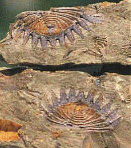 PA Fossils